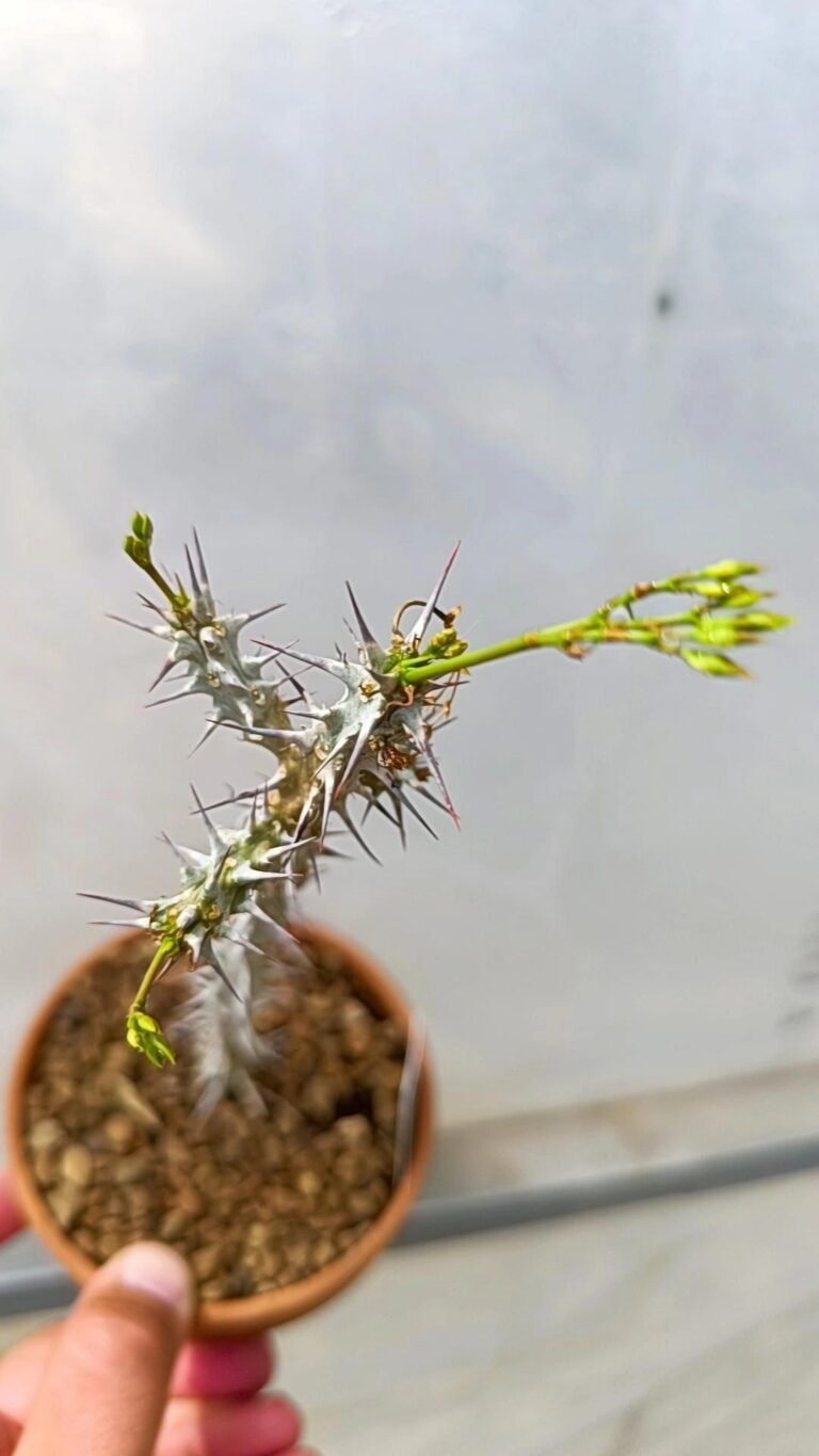 Siracactus-Euphorbiaceae-Euphorbia-brachyphylla.jpg