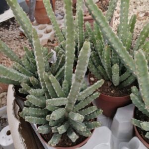 Euphorbia Debilispina