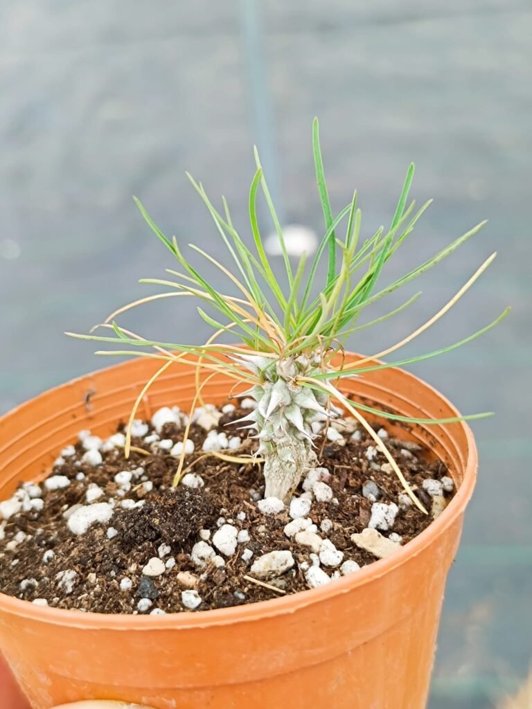Siracactus-Euphorbiaceae-Euphorbia-gottlebei.jpg