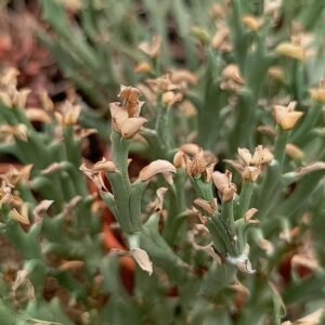 Euphorbia Hamata