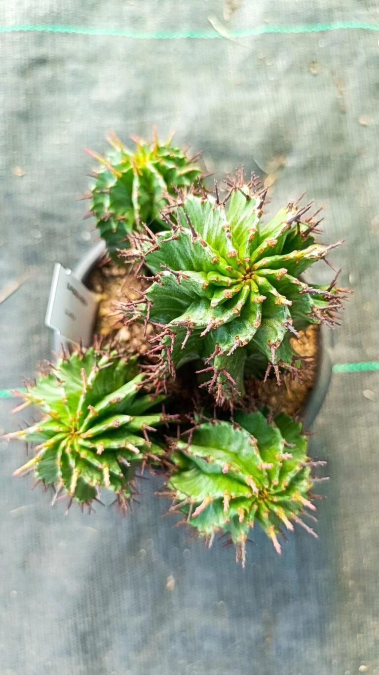 Siracactus-Euphorbiaceae-Euphorbia-horrida-1.jpg