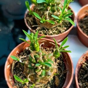 Euphorbia Japonica
