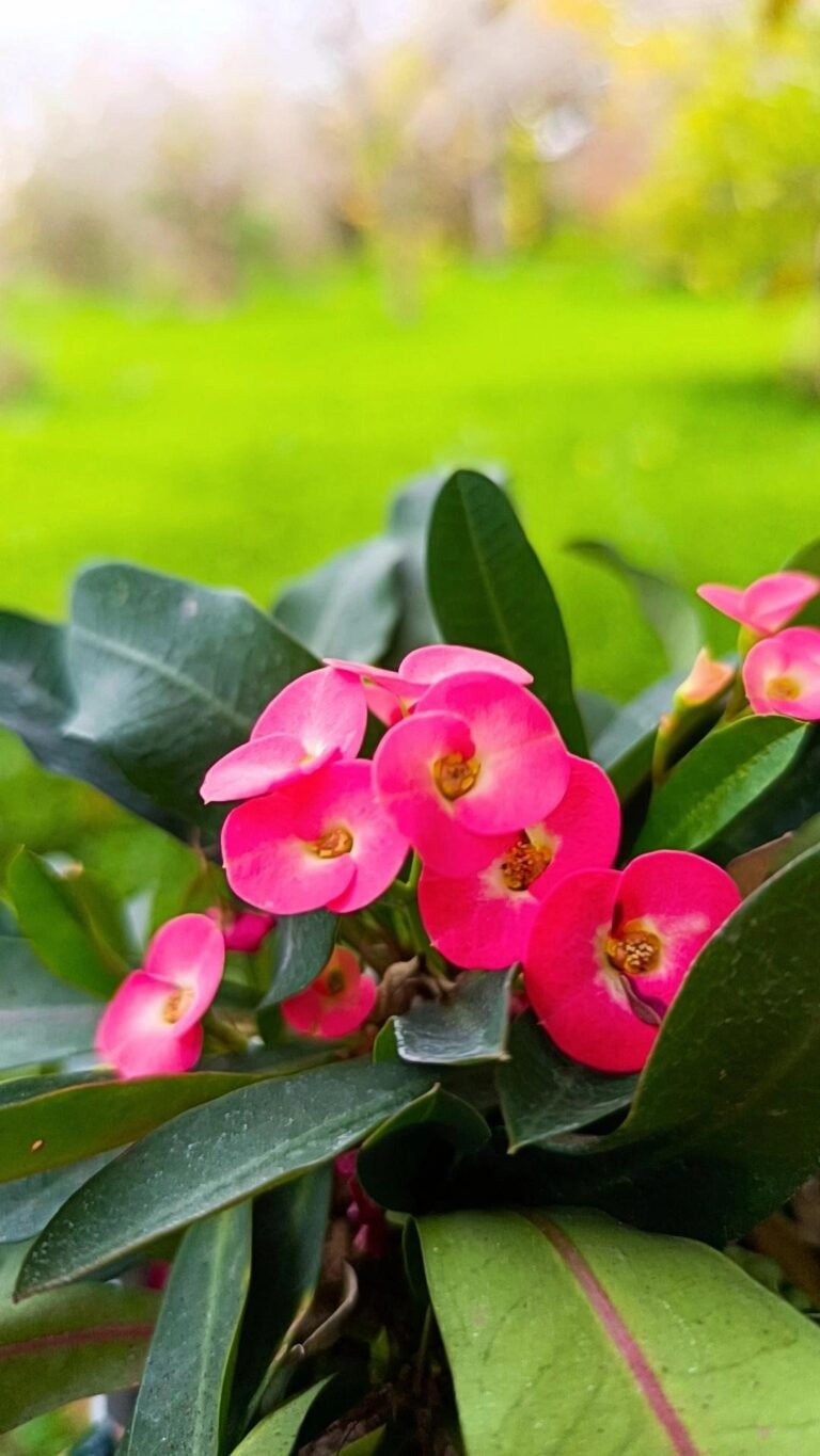 Siracactus-Euphorbiaceae-Euphorbia-milii-2-2.jpg