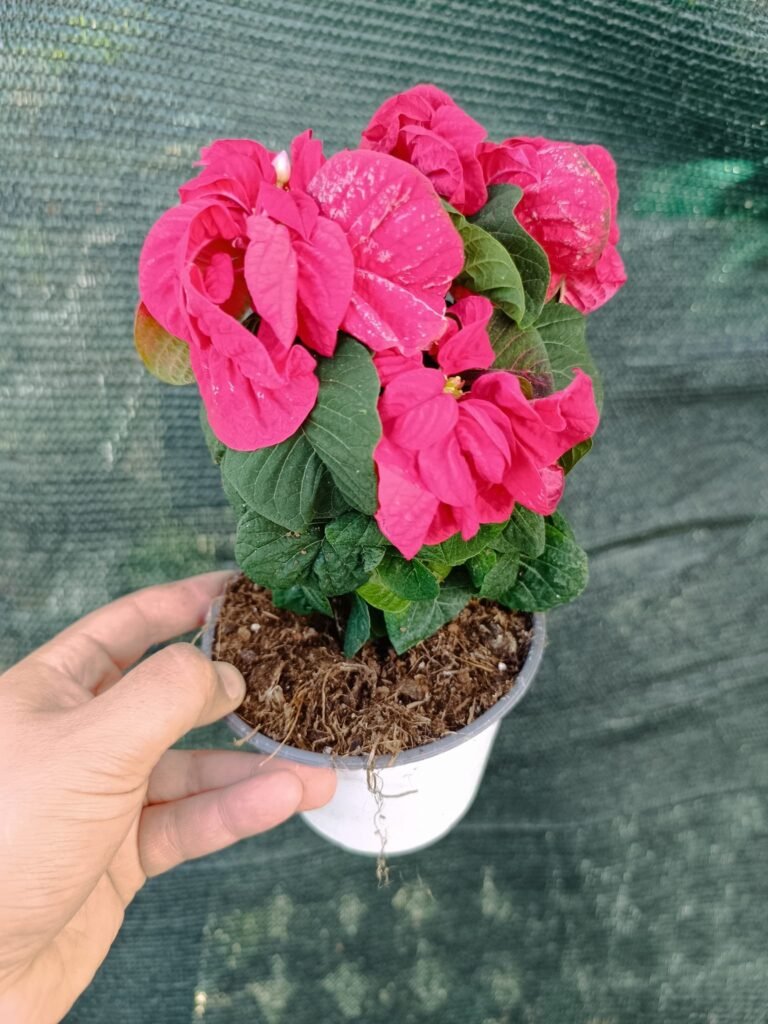 Siracactus-Euphorbiaceae-Stella-di-natale-euphorbia-pulcherrima-foglia-riccia-2.jpg