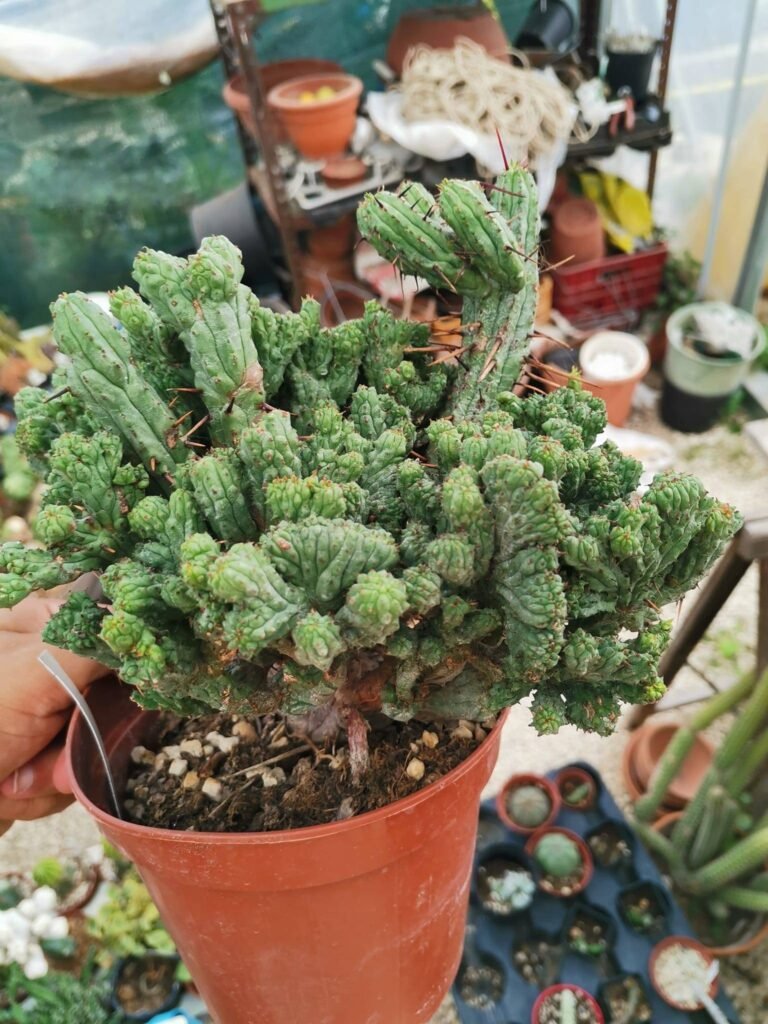Siracactus-Euphorbiaceae-euphorbia-enopla-crestata-mostruosa-super-accestita.jpg