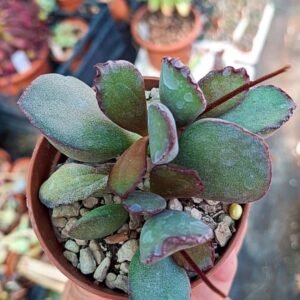 Adromischus Blosianus