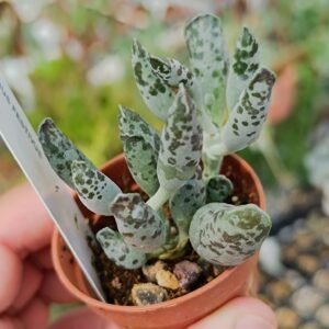 Adromischus Festivus