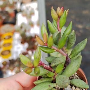 Adromischus sp