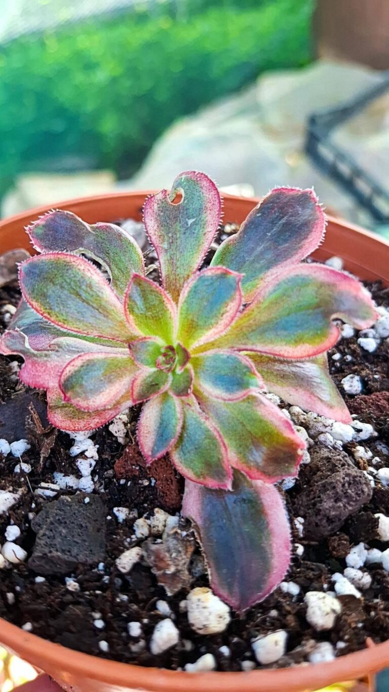 Siracactus-Succulente-Aeonium-Fire-Kirin-Variegata.jpg