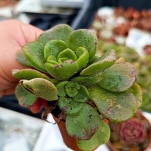 Aeonium Lily Pad