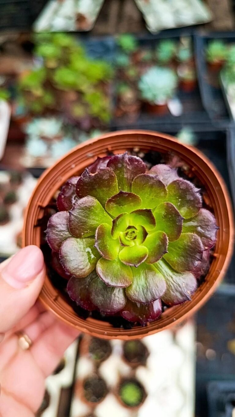 Siracactus-Succulente-Aeonium-Meiji-korean-1.jpg