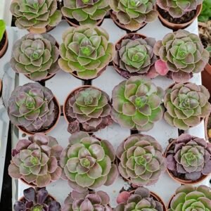 Aeonium SP