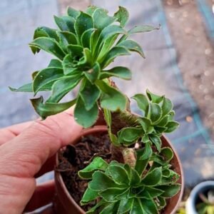 Aeonium sp