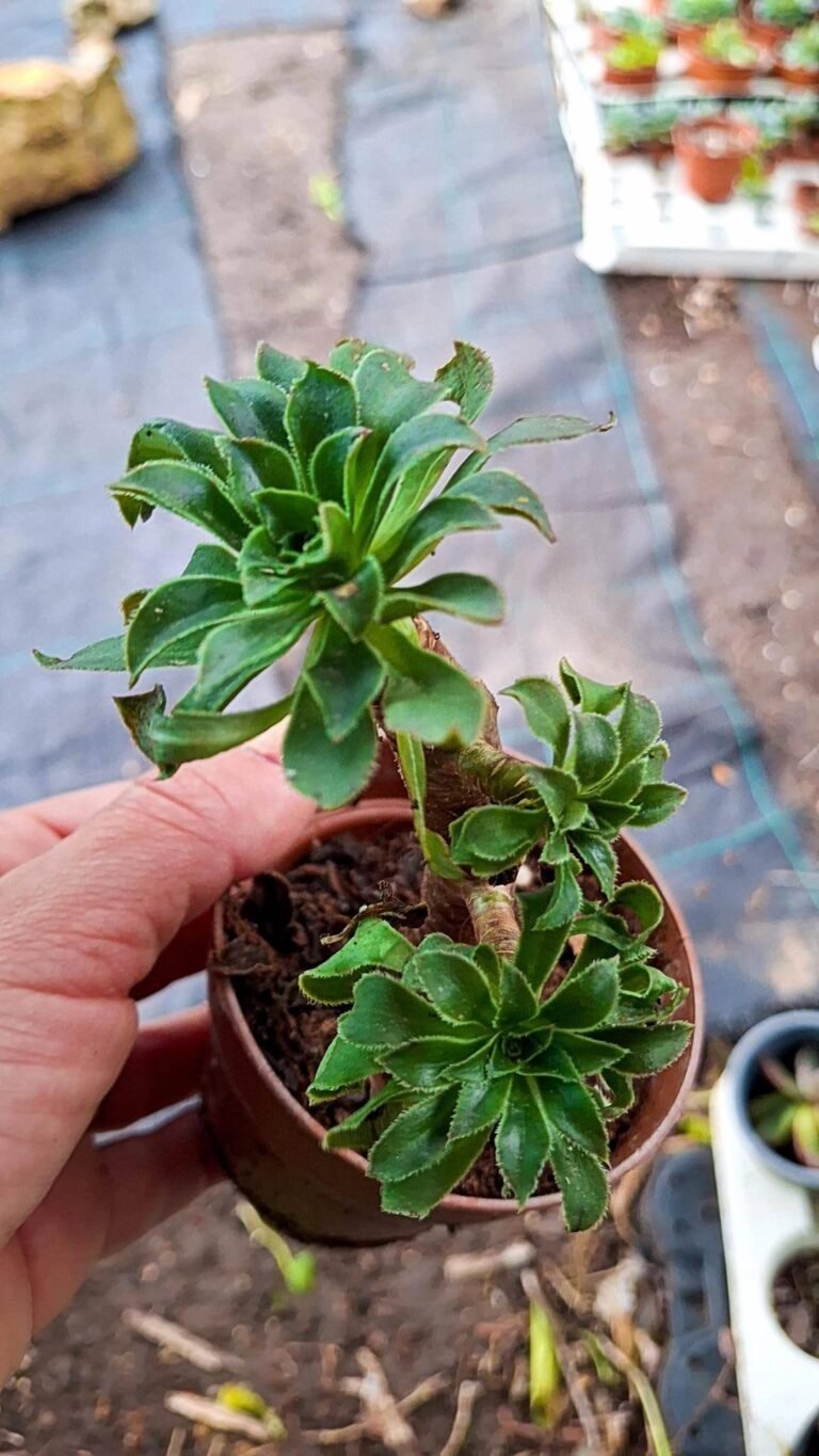Siracactus-Succulente-Aeonium-SP-8.jpg