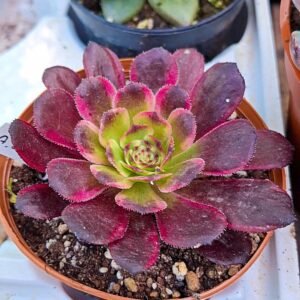 Aeonium black king kong