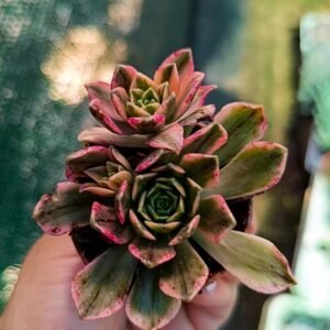 Aeonium bronze medal Variegata o tea Cup