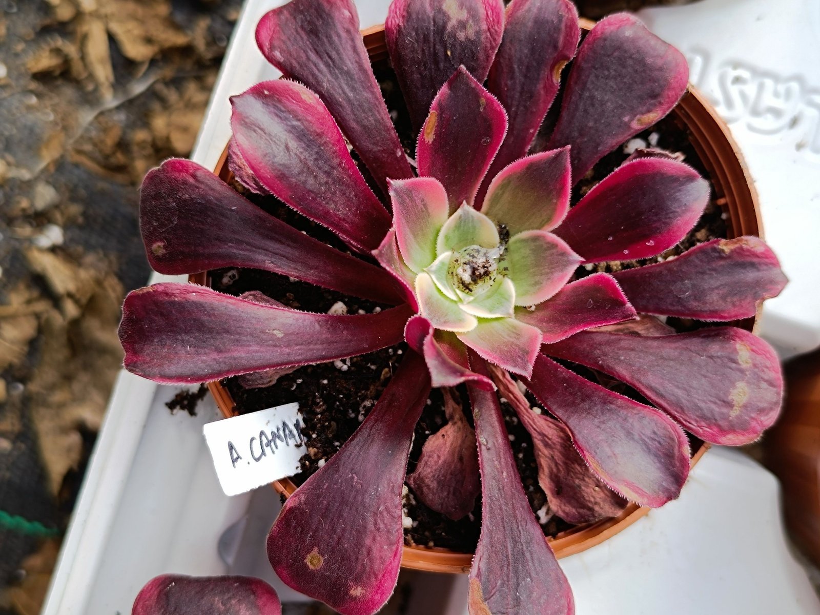 Siracactus-Succulente-Aeonium-canary-korean.jpg