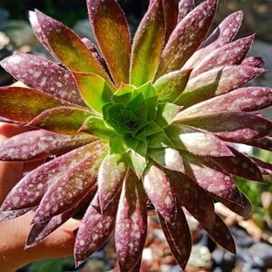 Aeonium Firecracker