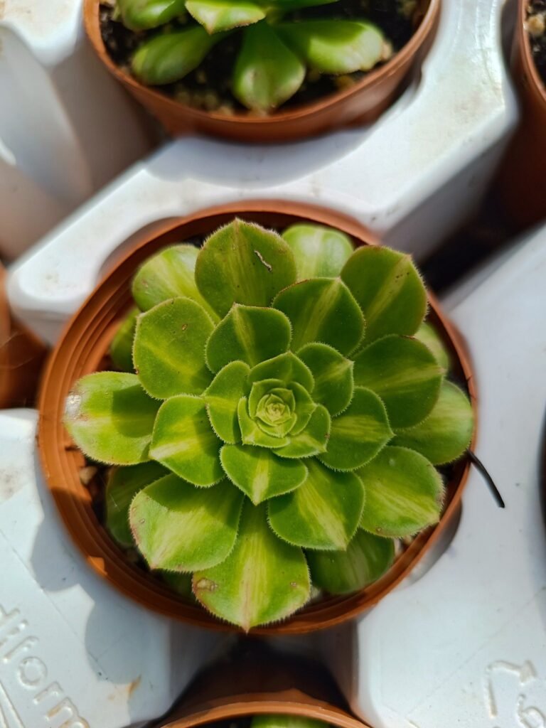 Siracactus-Succulente-Aeonium-jadeite-coloured-glaze-korean-2.jpg