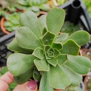 Aeonium Maximus