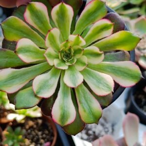 Aeonium meiya Hybrid korean
