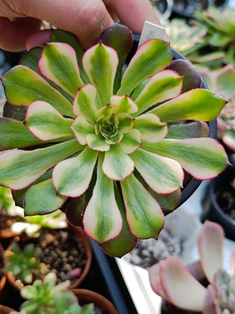 Siracactus-Succulente-Aeonium-meiya-Hybrid-korean-2.jpg