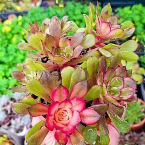 Aeonium melon taro hybrid korean