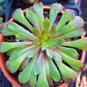 Aeonium Morticia