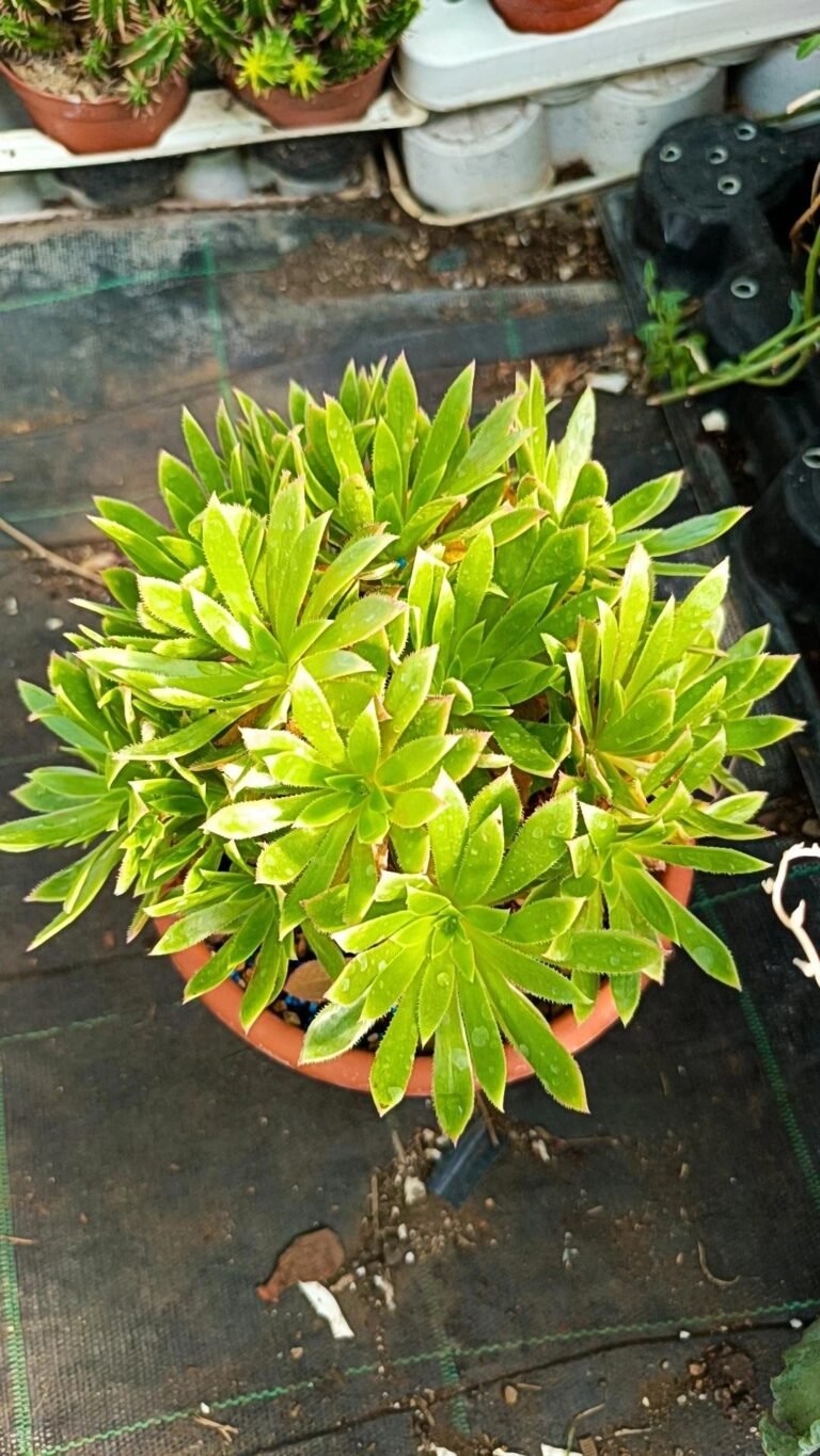 Siracactus-Succulente-Aeonium-simsii-big-size.jpg