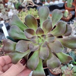 Aeonium sp