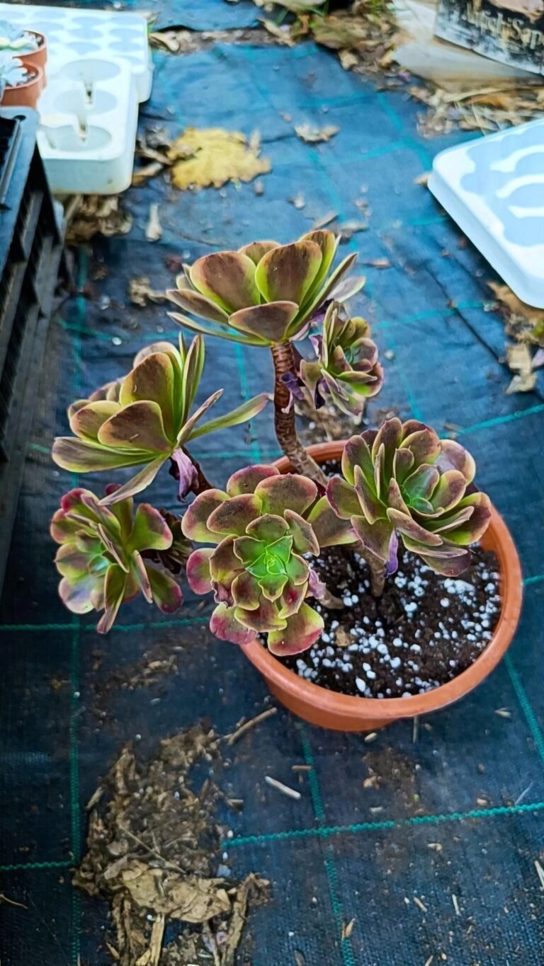 Siracactus-Succulente-Aeonium-superbang-korean-cluster.jpg