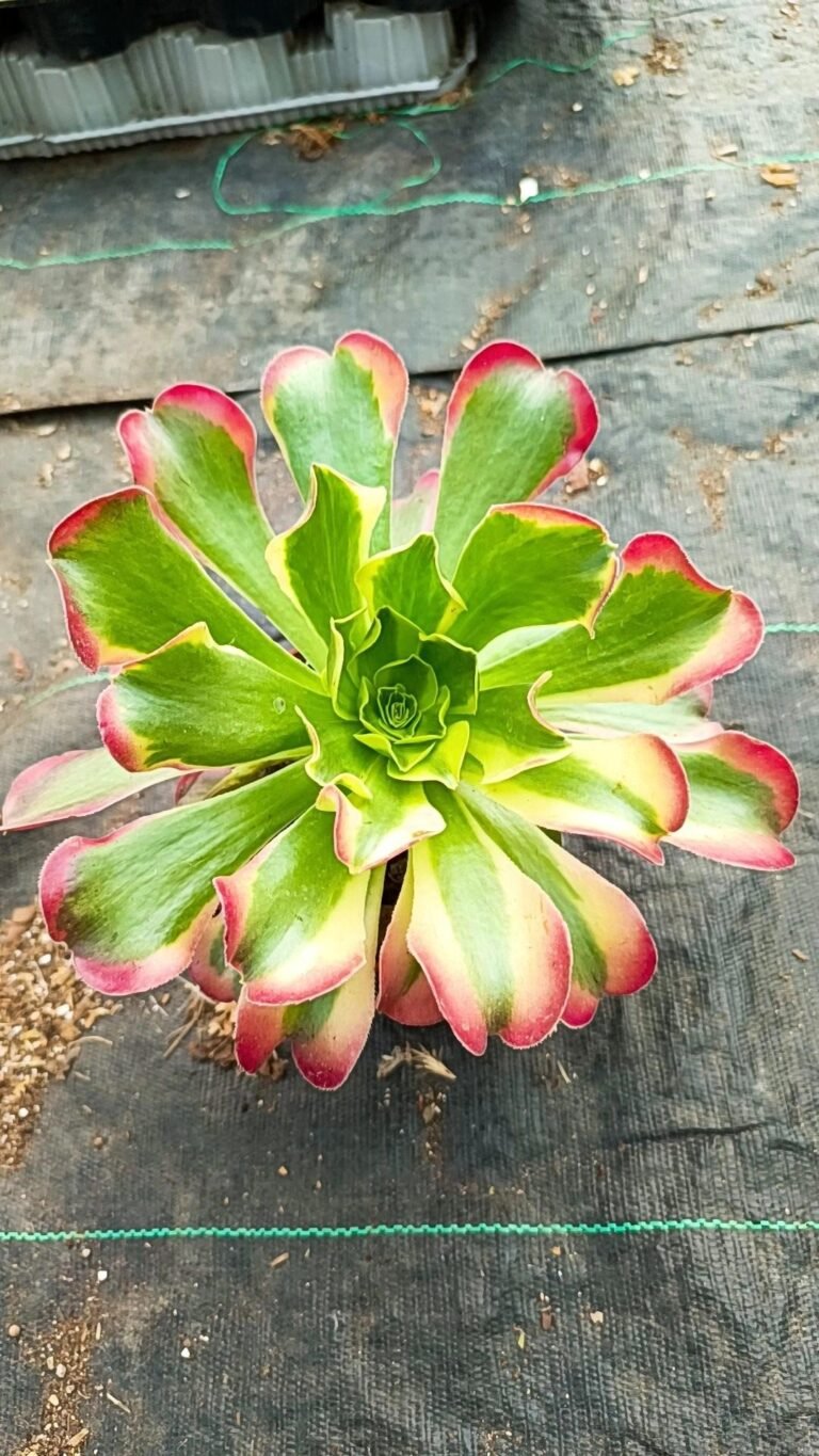 Siracactus-Succulente-Aeonium-tesla-Variegata-korean.jpg