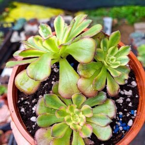Aeonium Venus