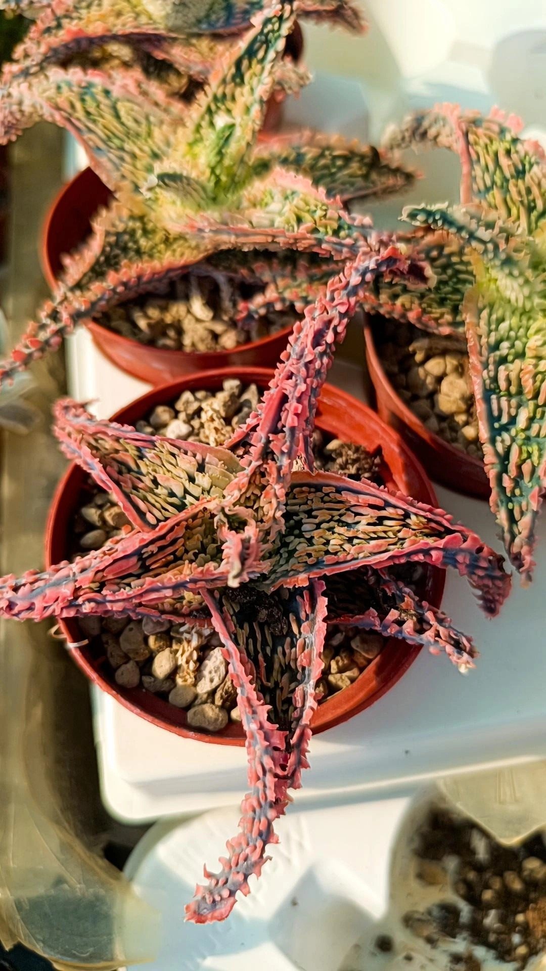 Aloe TCT Hybrid rosa - Siracactus succulente online