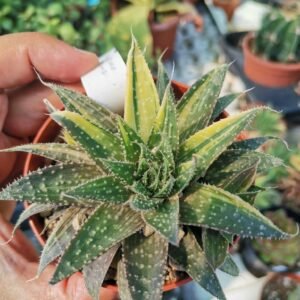Aloe Aristata Variegata