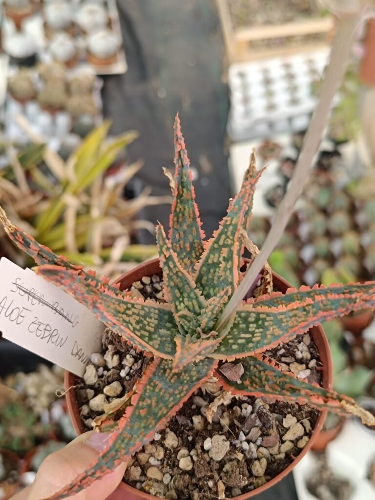 Siracactus-Succulente-Aloe-zebrina-dannyz-1.jpg
