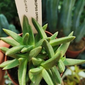 Aloinopsis Orpenii