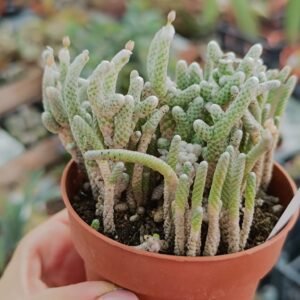 Avonia Albissima
