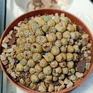 Conophytum sp