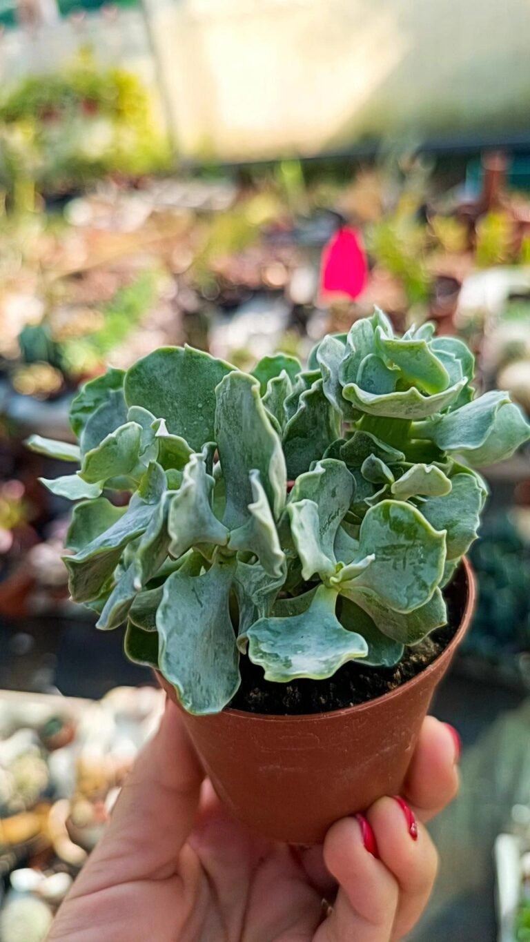 Siracactus-Succulente-Cotyledon-undulatum-mostruosa.jpg