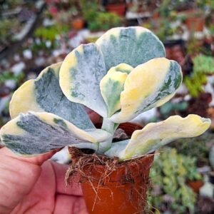 Cotyledon undulatum Variegata