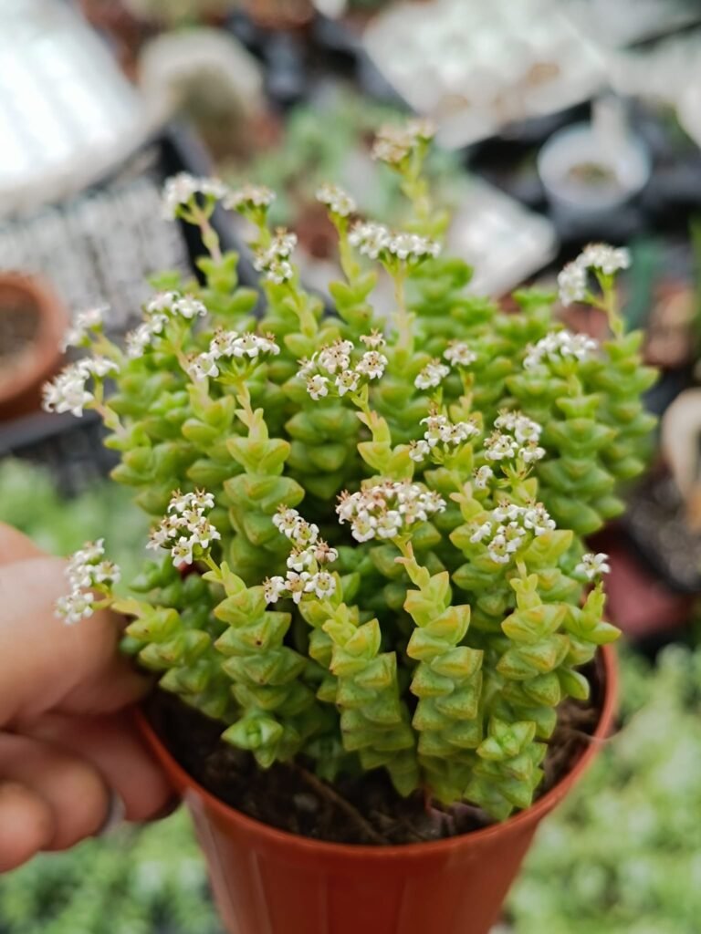 Siracactus-Succulente-Crassula-commutata-1.jpg