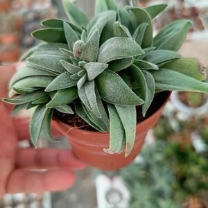 Crassula Fortuna