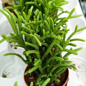 Crassula Lycopodioides