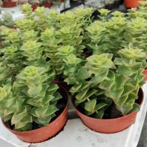 Crassula Perforata Variegata
