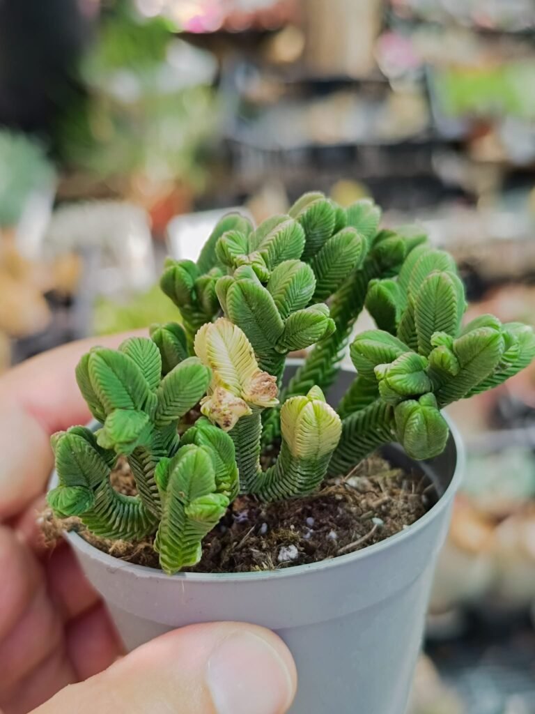 Siracactus-Succulente-Crassula-pyramidalis-variegata-3.jpg