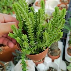 Crassula sp