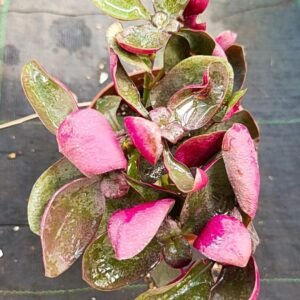 Crassula Streyi