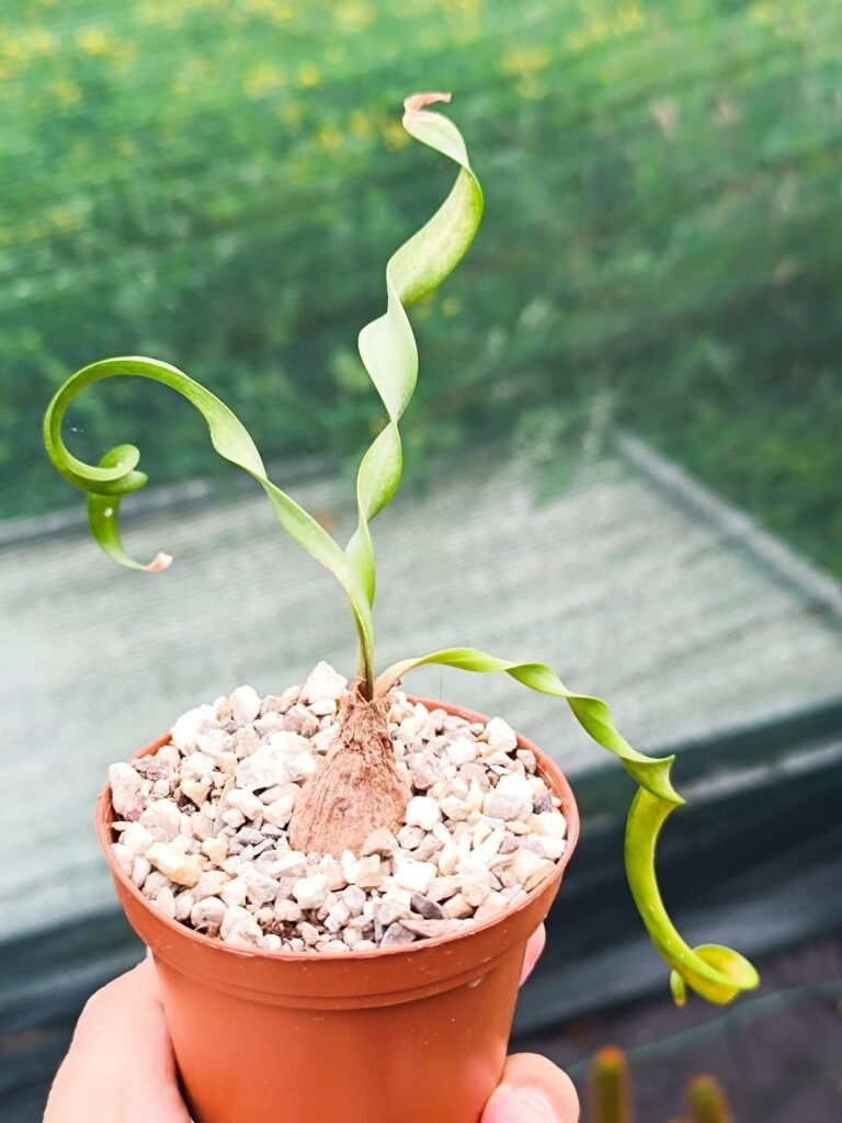 Siracactus-Succulente-Cyrtanthus-smithiae.jpg