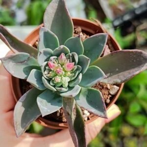 Echeveria Blue Prince